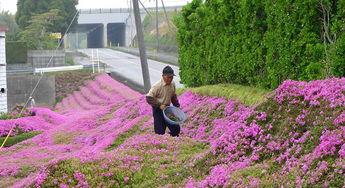 老公花是图片大全,浪漫满屋的缤纷色彩