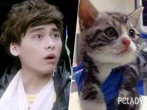明星和猫撞脸